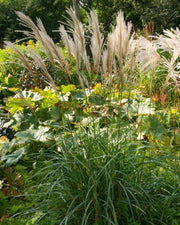 Chinaschilf - Miscanthus sinensis Kleine Fontäne - Gräserwelten